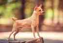 Hány éves élő kutyák tenyésztik a toy terrier-t?